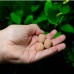 Удобрение JBL ProFlora 7+13 Kugeln Balls таблетки под корни аквариумных растений