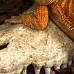 Крокодилячий череп Repti-Zoo Crocodile Skull ERS34S S 11x6x4см для тераріума