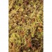 Живий мох Komodo Habitat Moss 100г 4л для тераріума