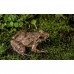 Живий мох Komodo Habitat Moss 100г 4л для тераріума