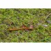 Живий мох Komodo Habitat Moss 100г 4л для тераріума