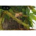 Ліана з натуральним мохом Repti-Zoo RV0220 2см x 2м для тераріума