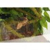 Ліана з натуральним мохом Repti-Zoo RV0220 2см x 2м для тераріума