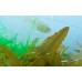 Aquayer АльгоШок 1 л для боротьби з водоростями