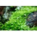Удобрение корневое Aquario Neo Tabs Plant Fe для аквариумных растений